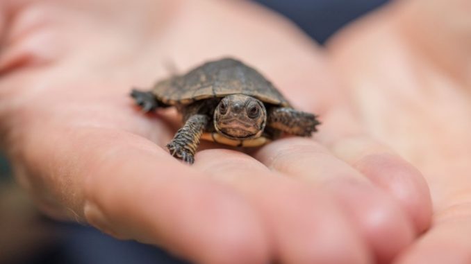 Baby turtle