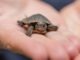 Baby turtle