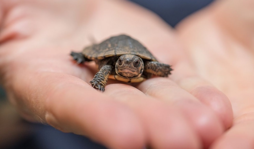 Beginner's guide on How to Raise A Baby Turtle