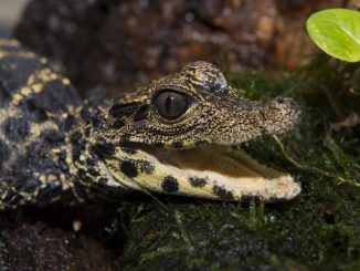 Dwarf-alligator