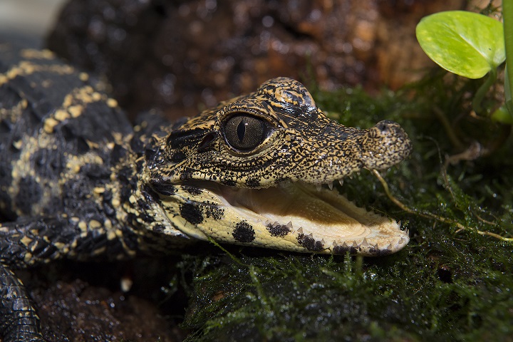 What you need to know about Dwarf Caiman Alligators as Pet