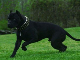 Black pitbull with yellow eyes