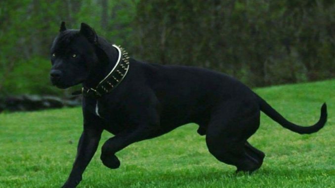 Black pitbull with yellow eyes. 