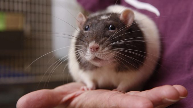 Polijsten Dagelijks dubbellaag How to Choose Your Pet Rats' Home?