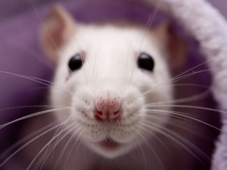 All there is to know to get a pet rat