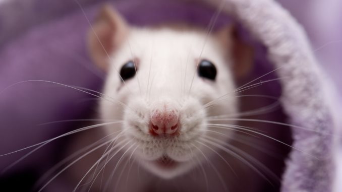 All there is to know to get a pet rat