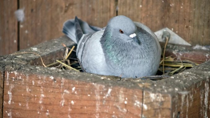 Explanations on the feral pigeons' nests