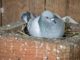 Explanations on the feral pigeons' nests