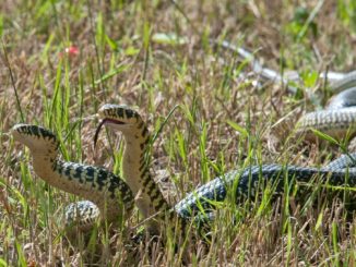 Tricks to prevent snakes approaching your home