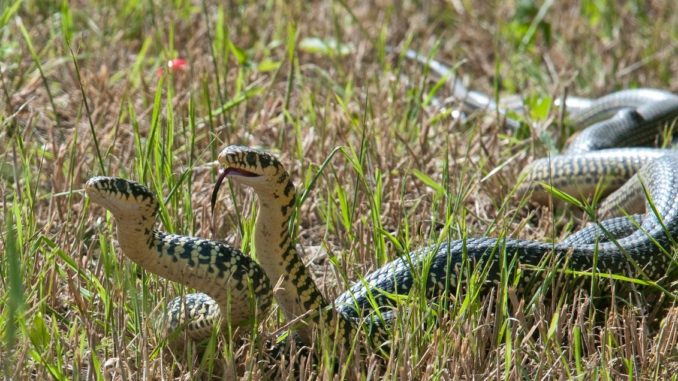 Tricks to prevent snakes approaching your home