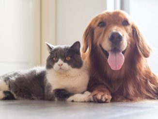 Cat and dog