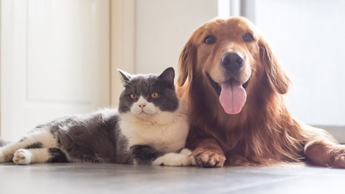 Cat and dog