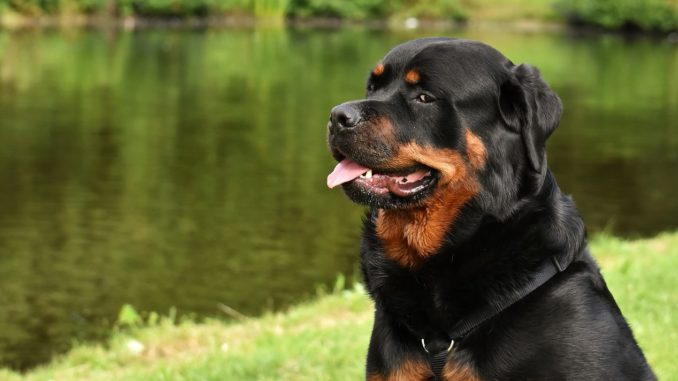 Cute rottweiler