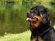 Cute rottweiler