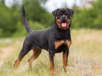 Rottweilers breed