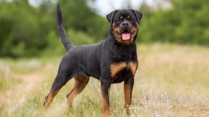 Rottweilers breed