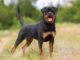 Rottweilers breed