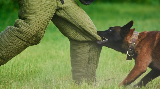 The man is trying to stay stable despite of the dog's biting.