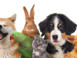 Group of cute pets on white background