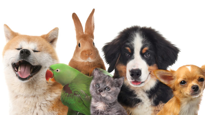 Group of cute pets on white background