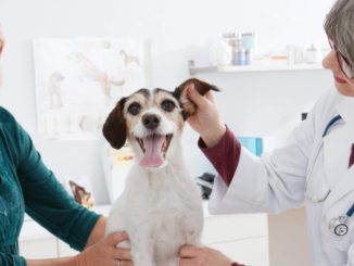 A dog at the vet