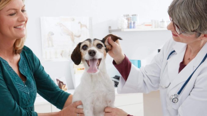 A dog at the vet