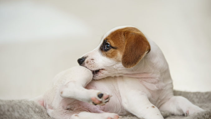 Puppy with scratching himself and bite fleas.