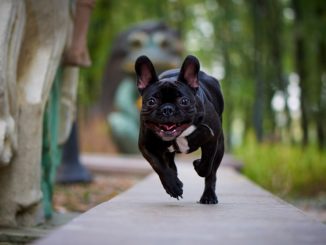 frenchie bulldog