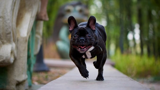 frenchie bulldog