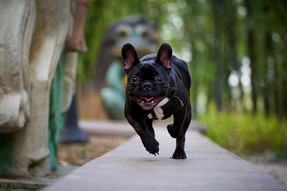 Running french bulldog on a walk in the park.