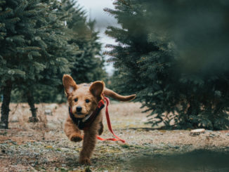 dog running in a garden