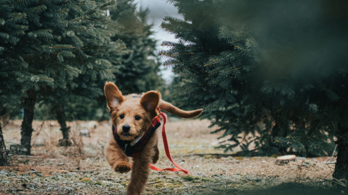 dog running in a garden