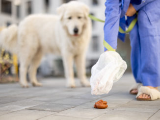 person-picks-up-dog-waste-in-urban-setting