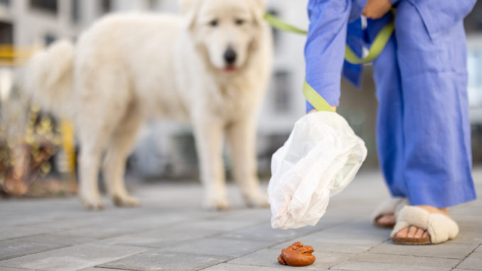 person-picks-up-dog-waste-in-urban-setting