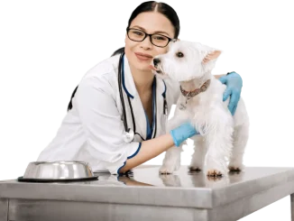 Veterinarian examining a white dog on an examination table