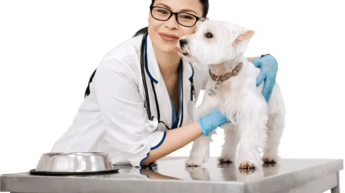 Veterinarian examining a white dog on an examination table