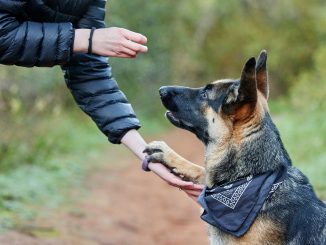 A dog undergoing training with its handler.