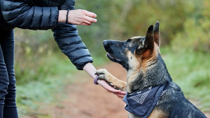 A dog undergoing training with its handler.