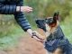 A dog undergoing training with its handler.