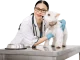 Veterinarian examining a white dog on an examination table
