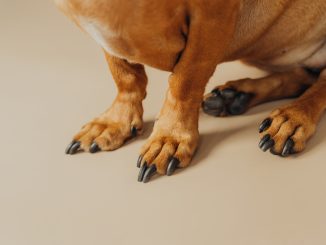 Dachshund paw detail on beige background for pet anatomy and veterinary concept