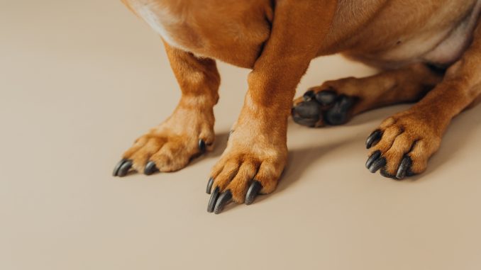 Dachshund paw detail on beige background for pet anatomy and veterinary concept